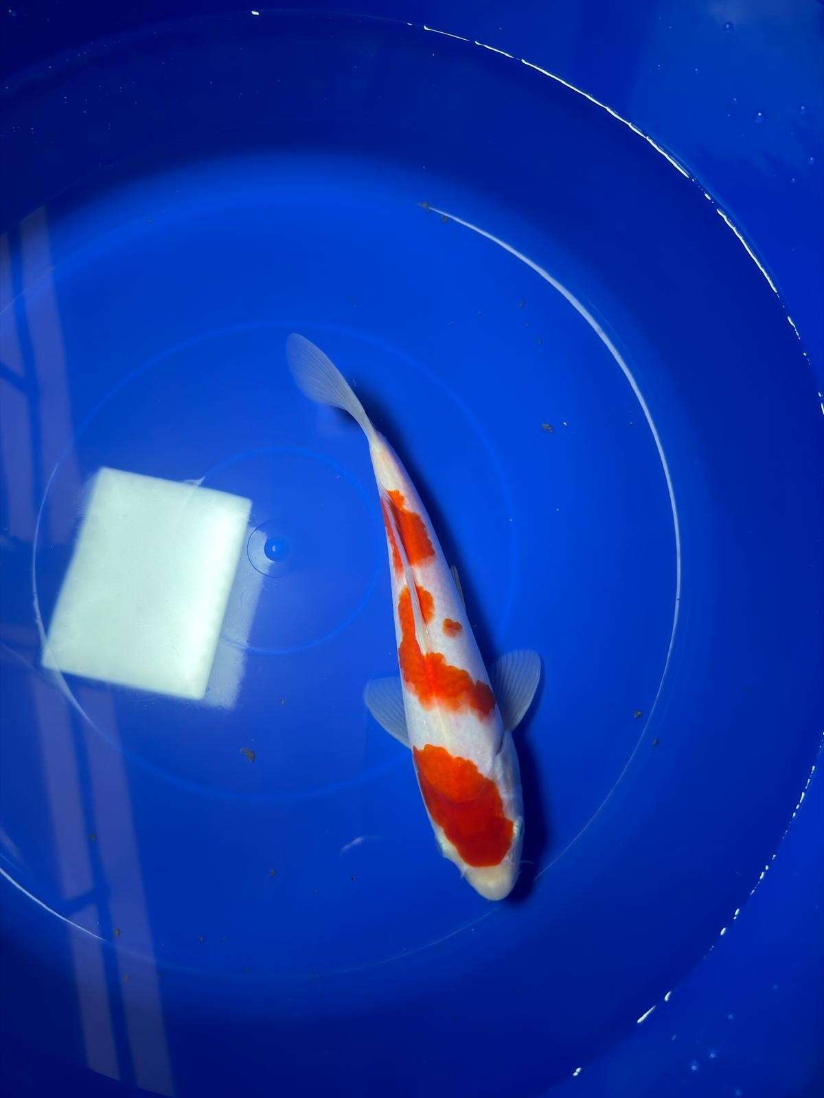 9" Kohaku Japanese Imported (Hand Picked)