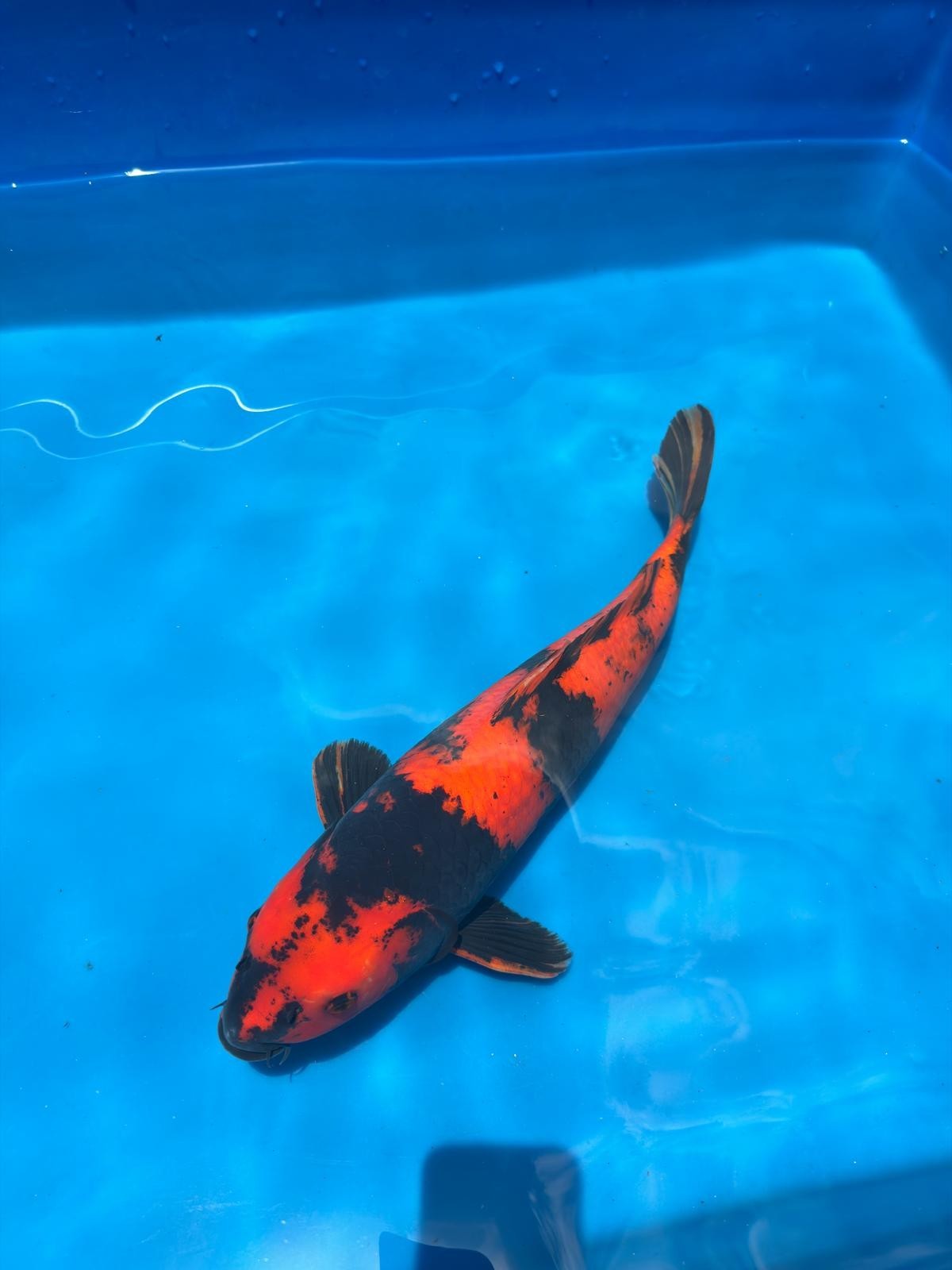 18" Hi Utsuri-Japanese Imported-Breeder Certifcate