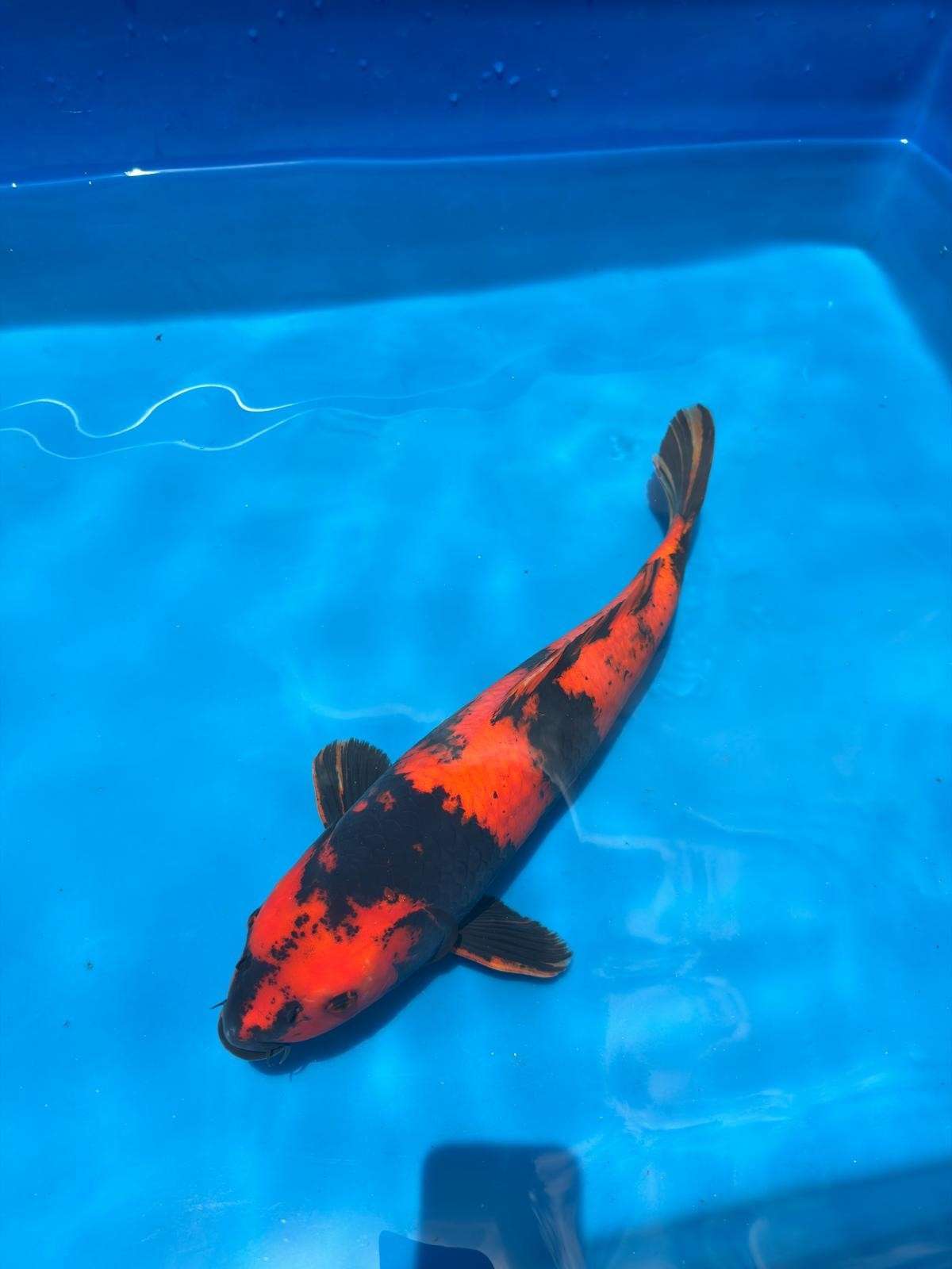 18" Hi Utsuri-Japanese Imported-Breeder Certifcate