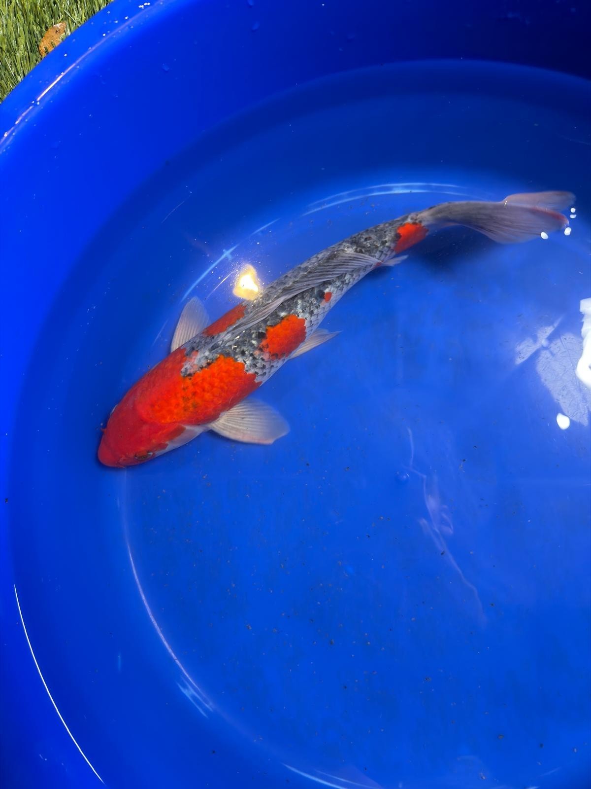 Japanese Goshiki Koi 15"