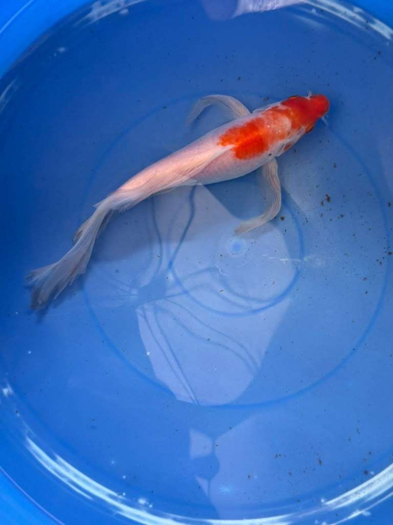 Kohaku Butterfly Koi 10"