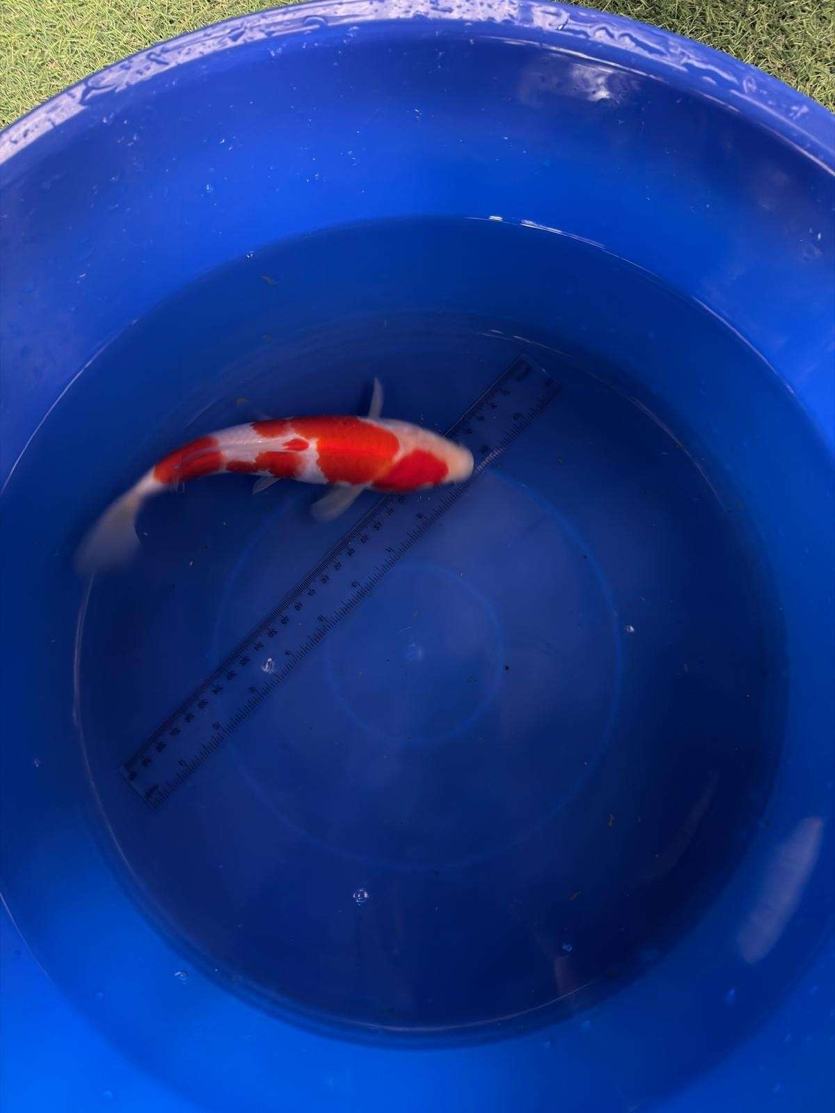 9" Kohaku Japanese Import Koi (Hand Picked) T3