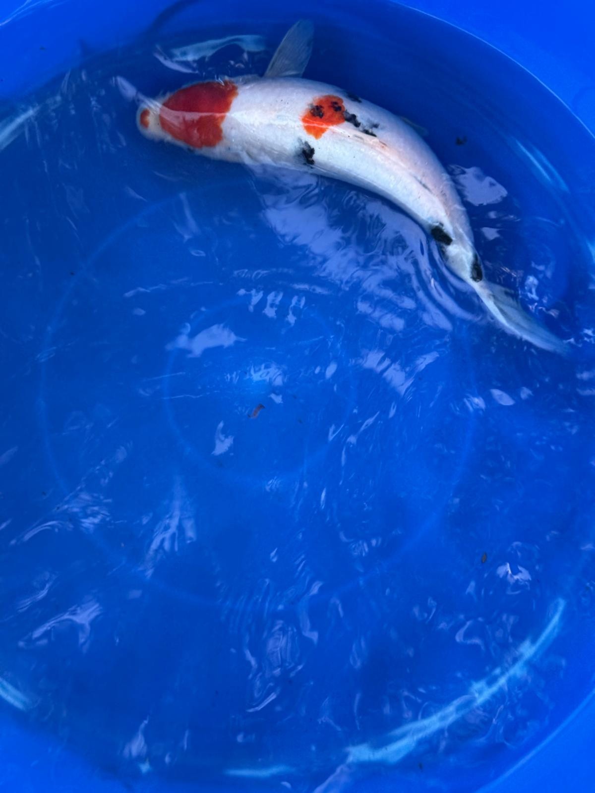 10" Sanke Japanese Import Koi T5