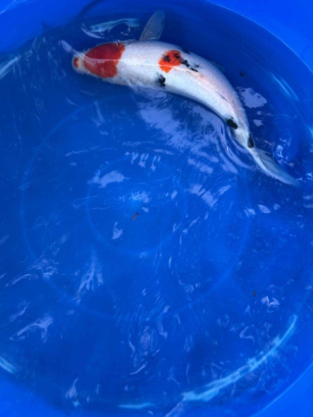 10" Sanke Japanese Import Koi T5