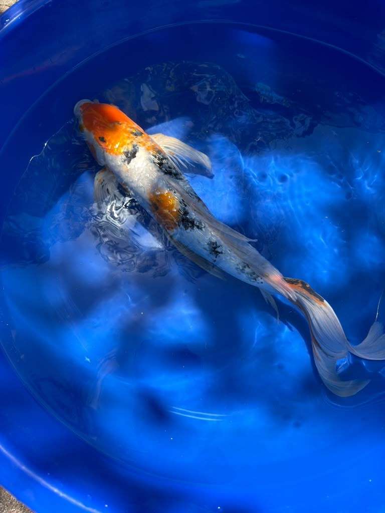 Showa Butterfly Koi 18 Inch