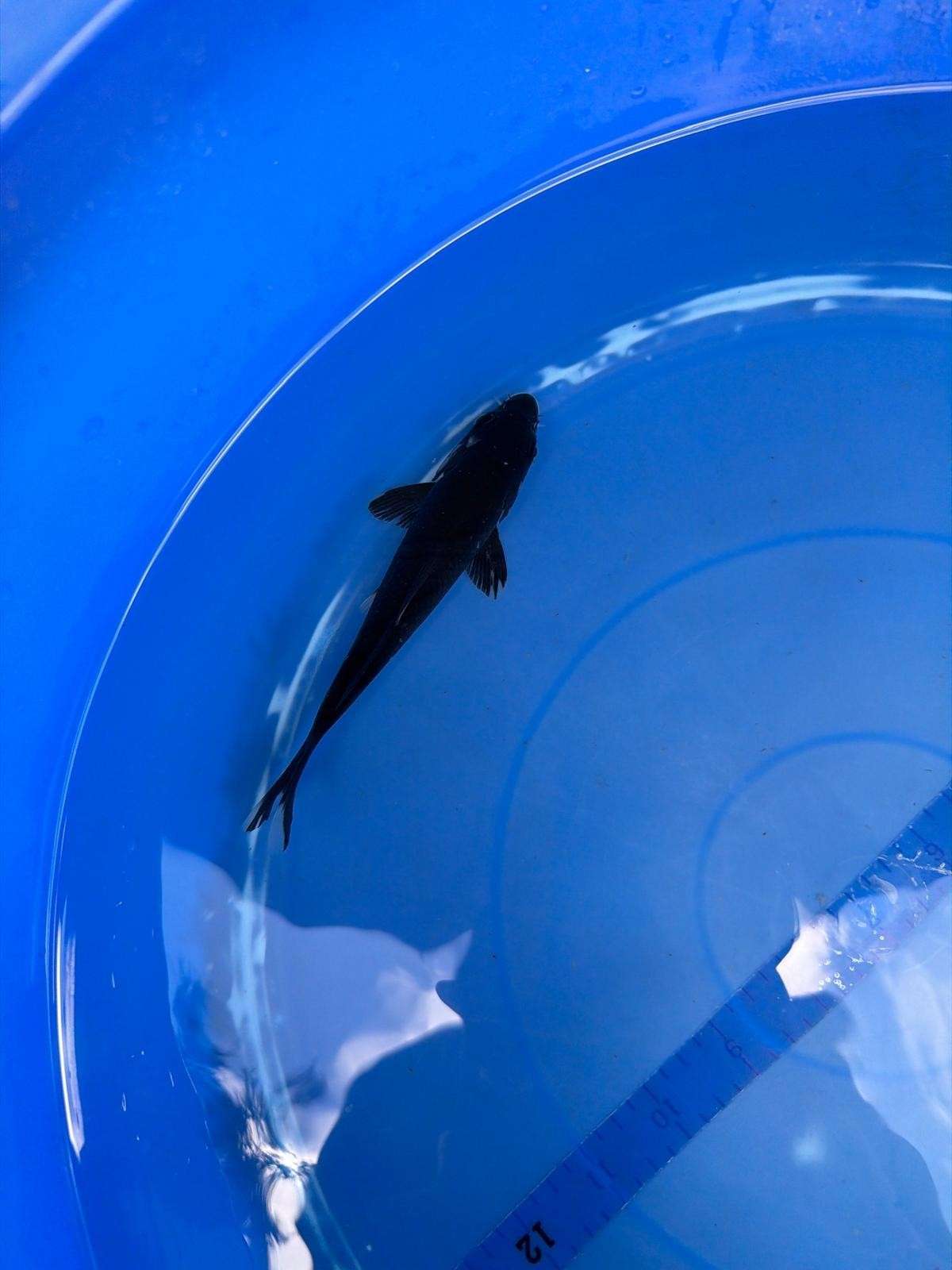 6" Karasu Goi Japanese Import Koi (Hand Picked)