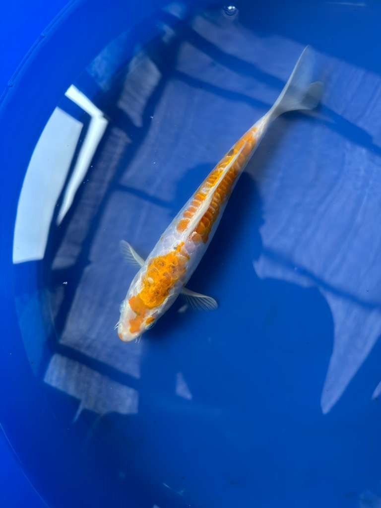 Doitsu Hariwake 8" inch Koi