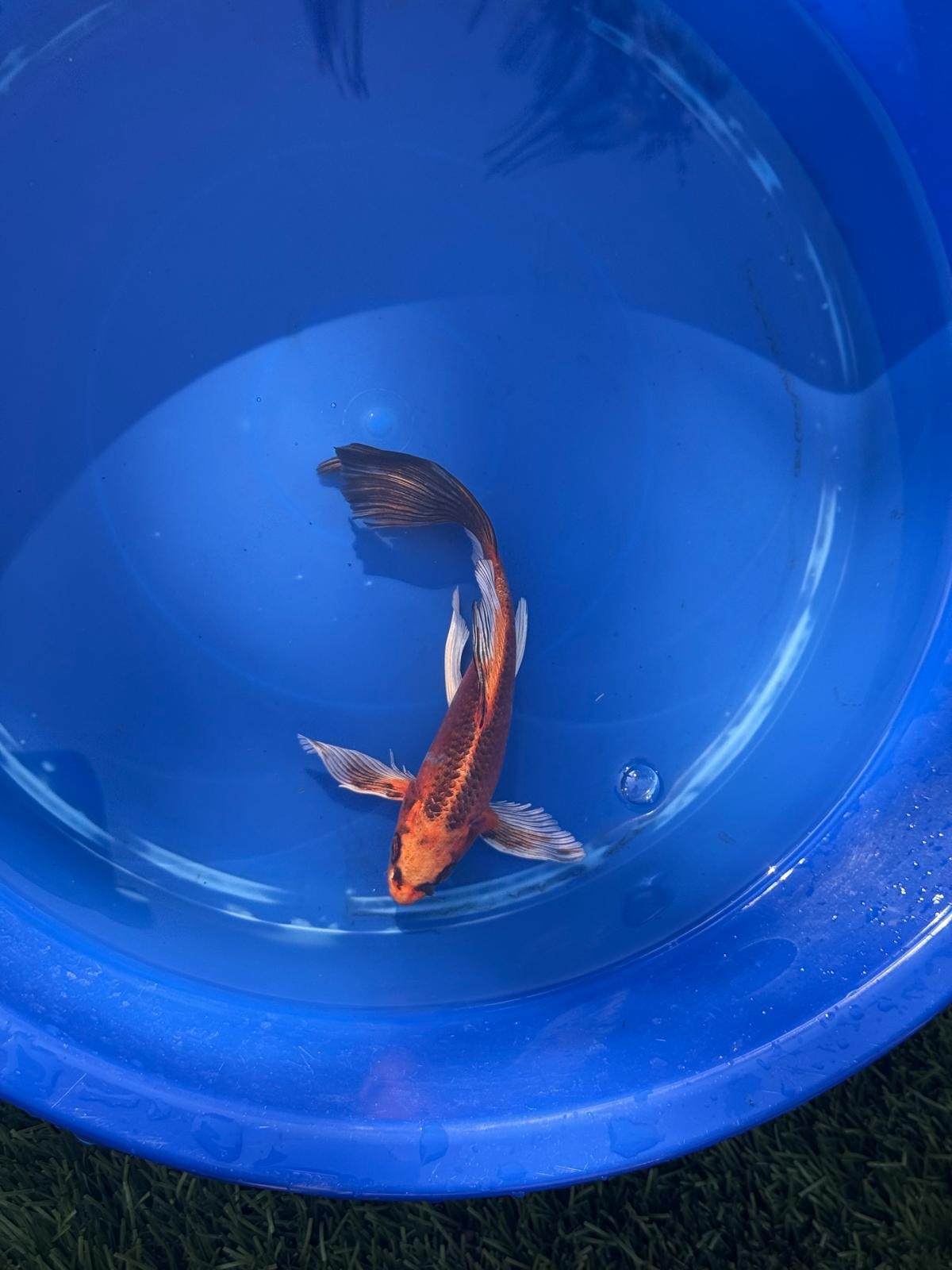 Kin Matsuba Butterfly Koi 8 Inch