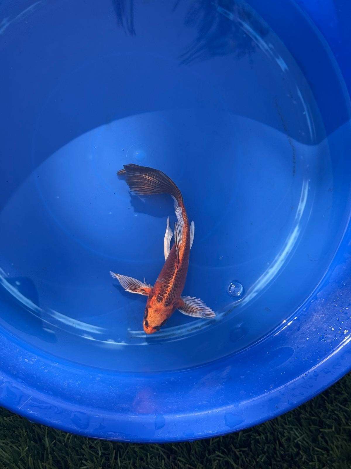 Kin Matsuba Butterfly Koi 9 Inch