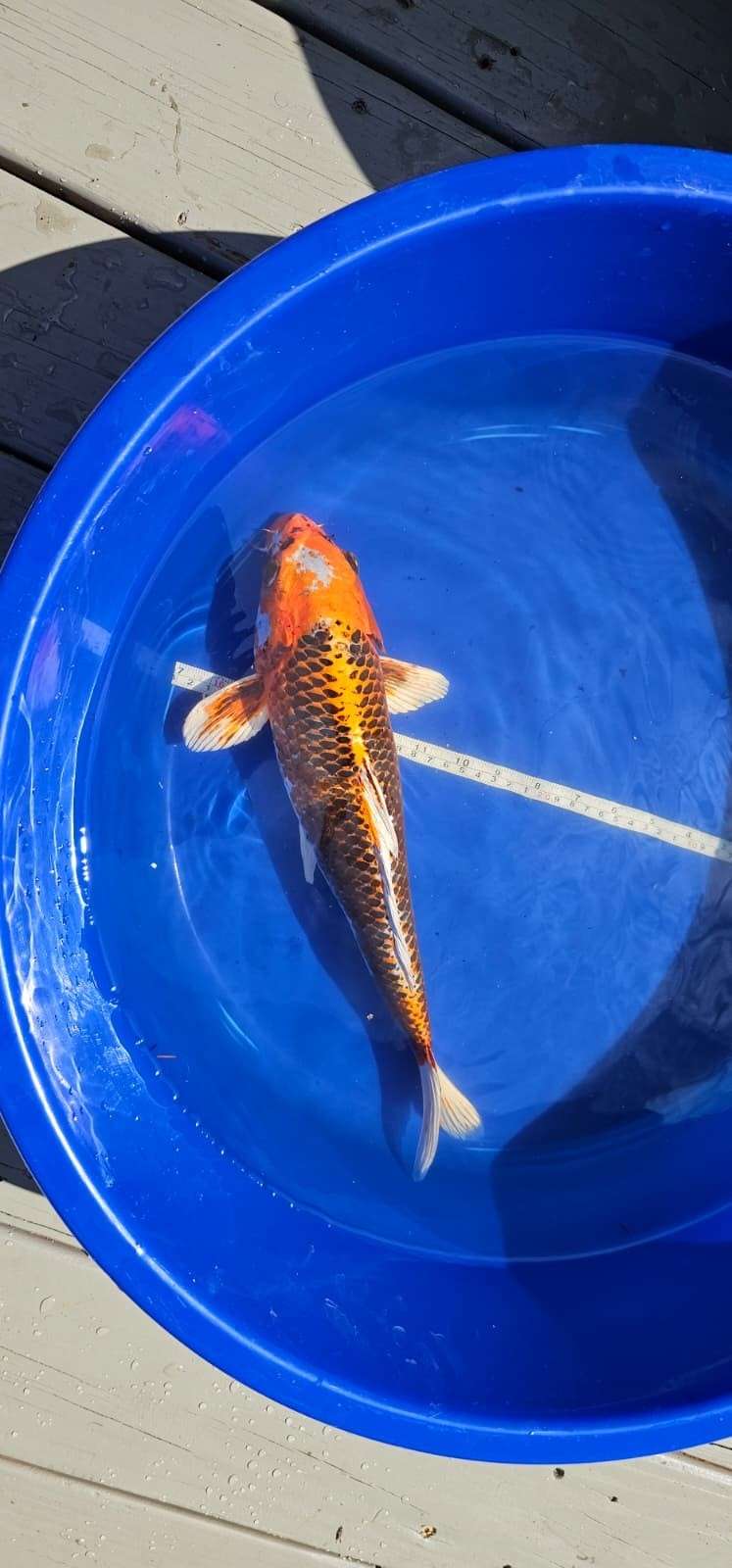 16 inch Kujaku Japanese imported