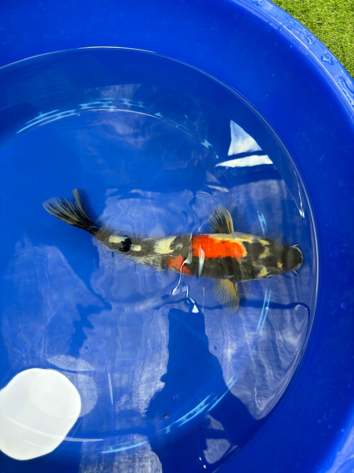 Japanese Dainichi Showa 13"