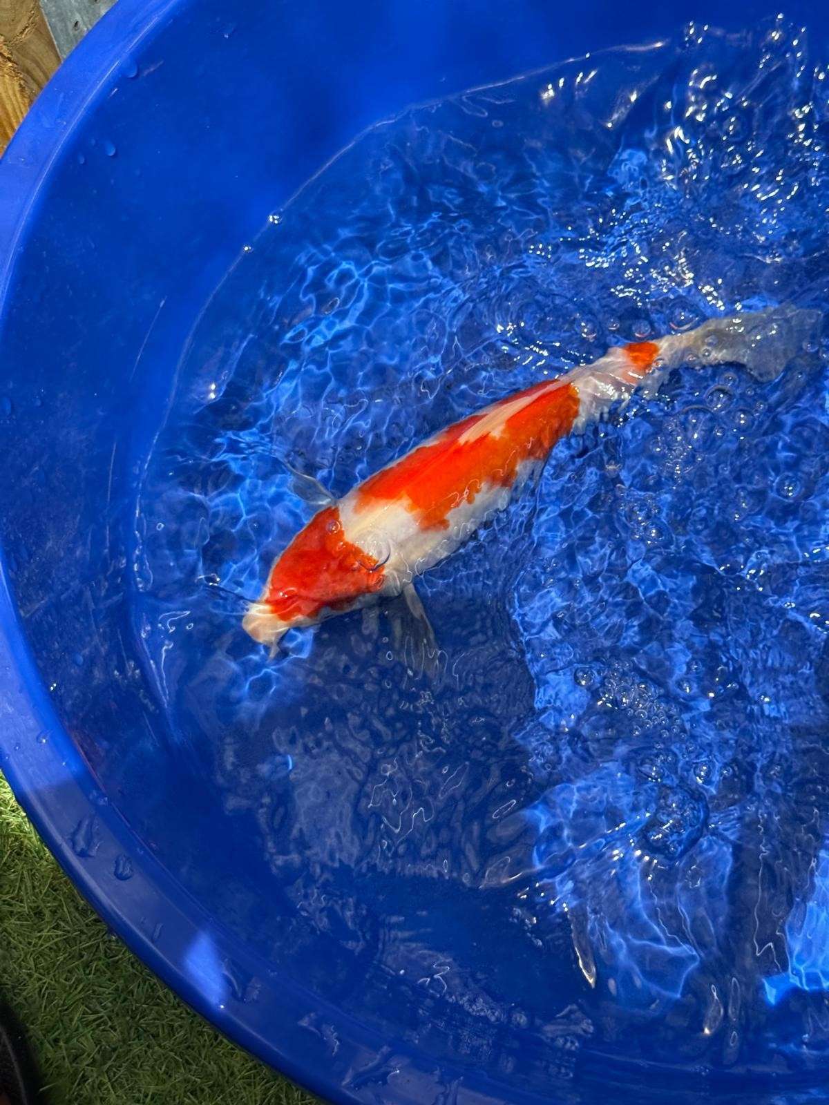 10.5 " Kohaku Japanese Imported (Hand Picked) T2