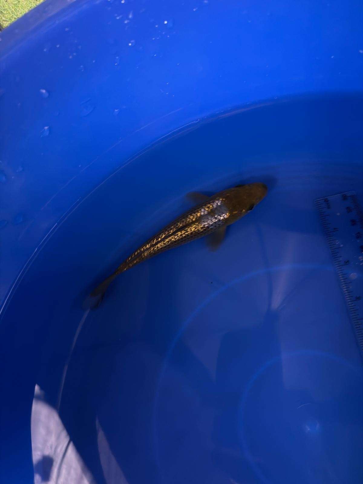 6" Ginrin Ochiba Japanese Import Koi (Hand Picked) T3