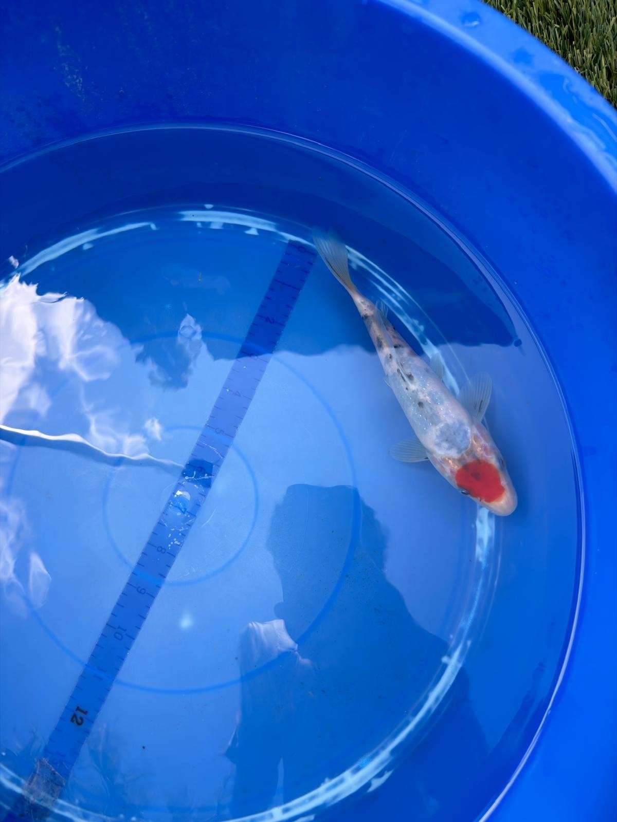 6" Tancho Sanke Japanese Import Koi