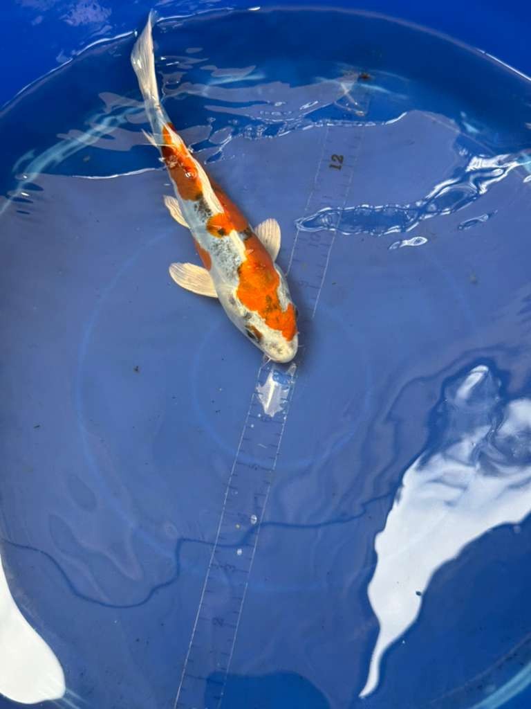 8 " Inch Doitsu Yamato Nishiki Koi