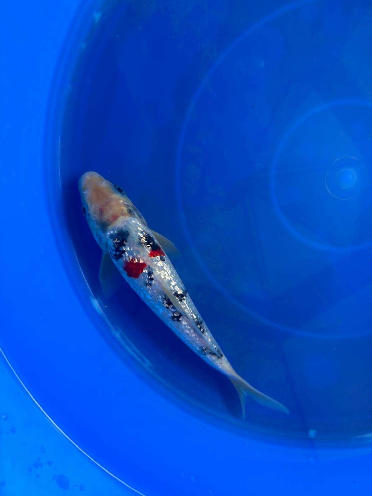 7" Ginrin Sanke Koi