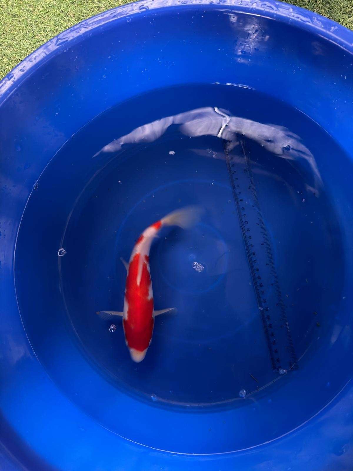 9" Kohaku Japanese Import Koi (Hand Picked) T3