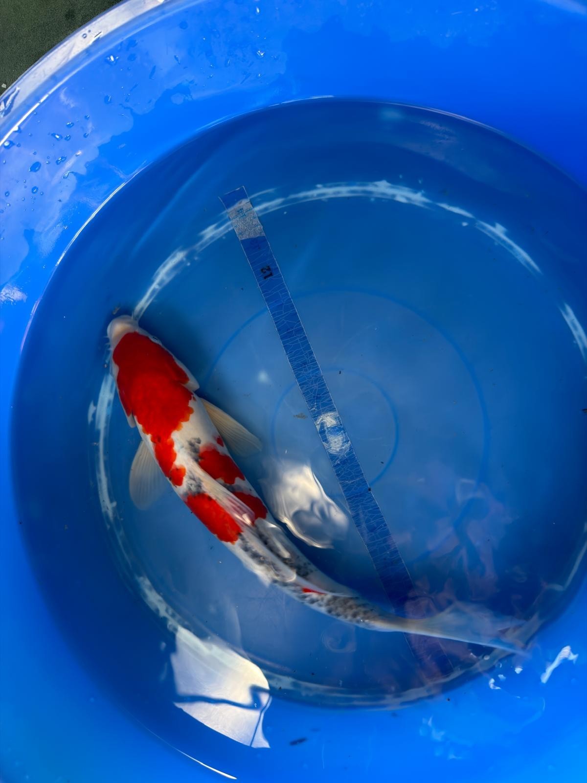 Taisho Sanke Koi 12"