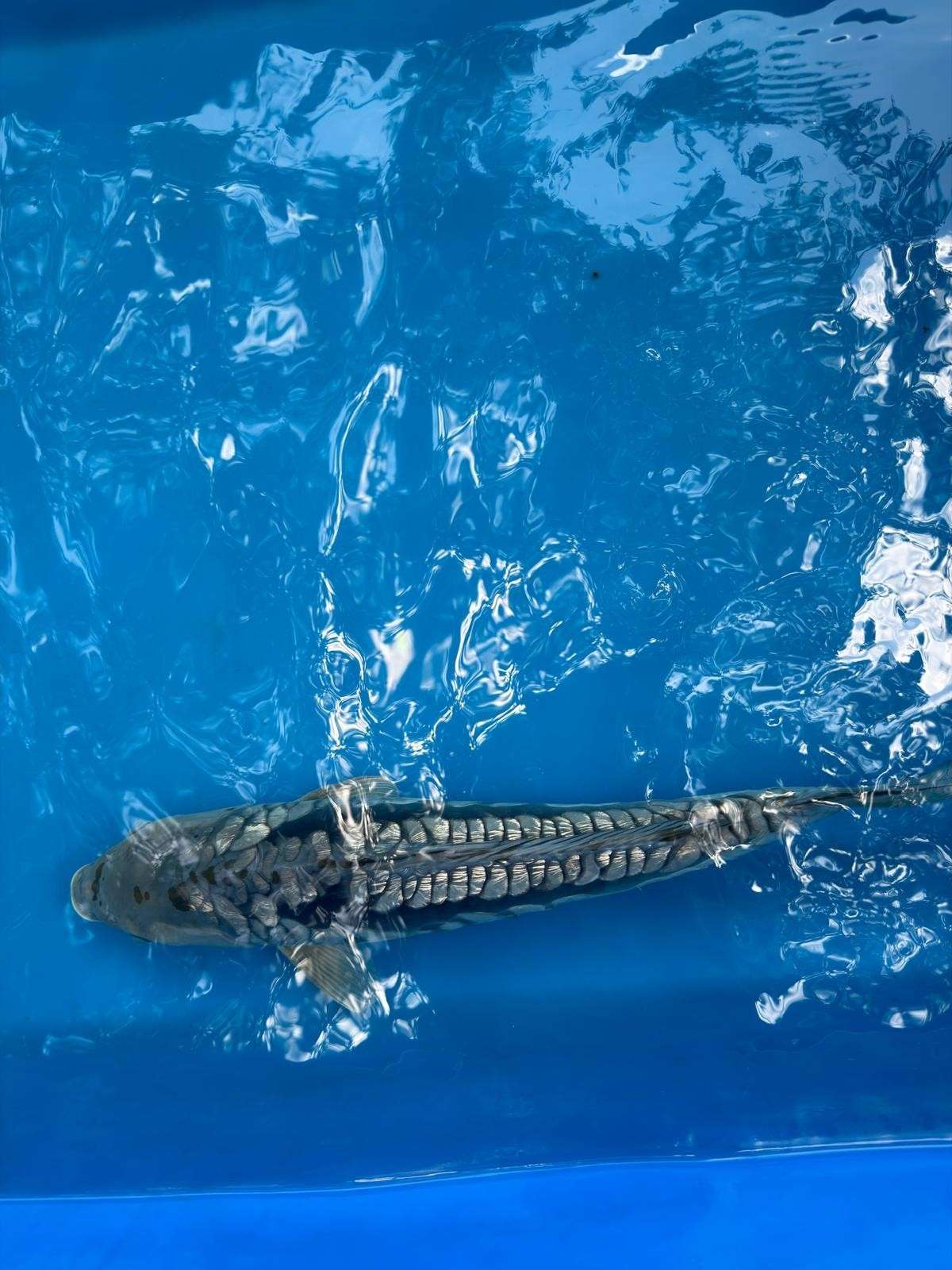 19" Ginrin Doitsu Aragoke Ochiba Japanese Imported Koi