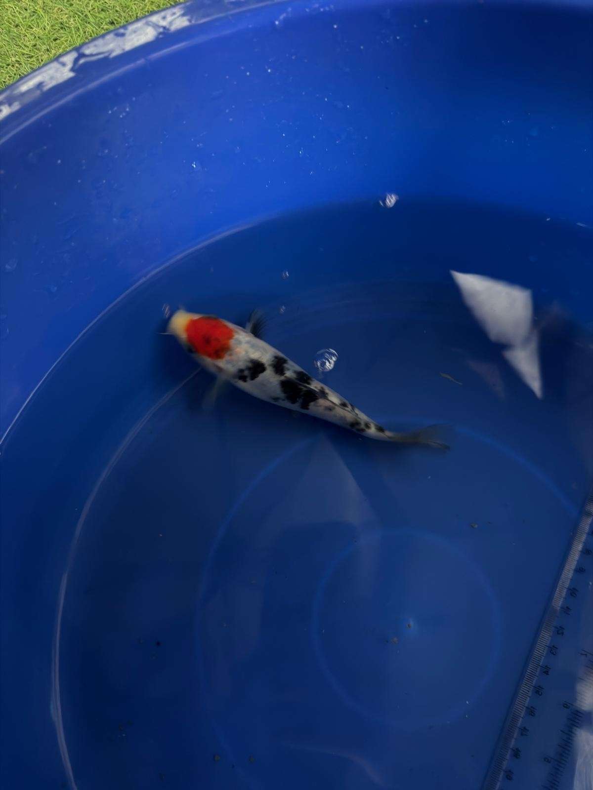 6" Tancho Sanke Import Koi (Hand Picked) T3
