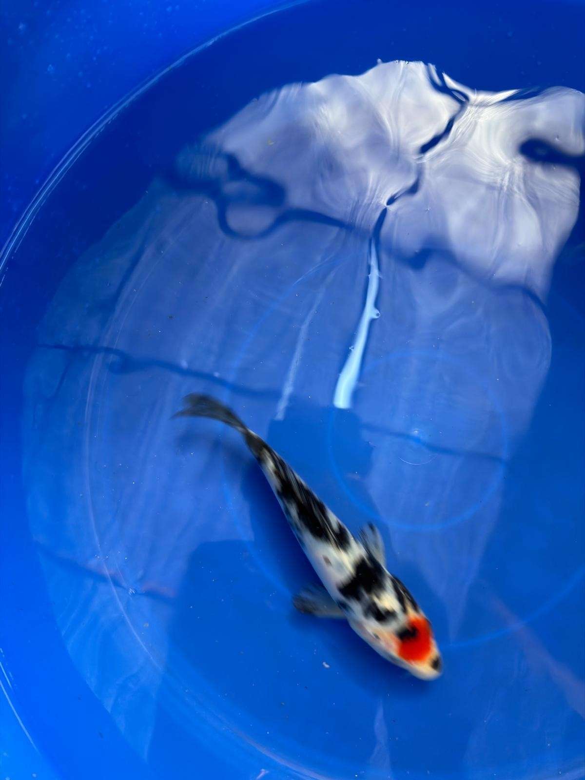6" Tancho Sanke Japanese Import Koi (Hand Picked)