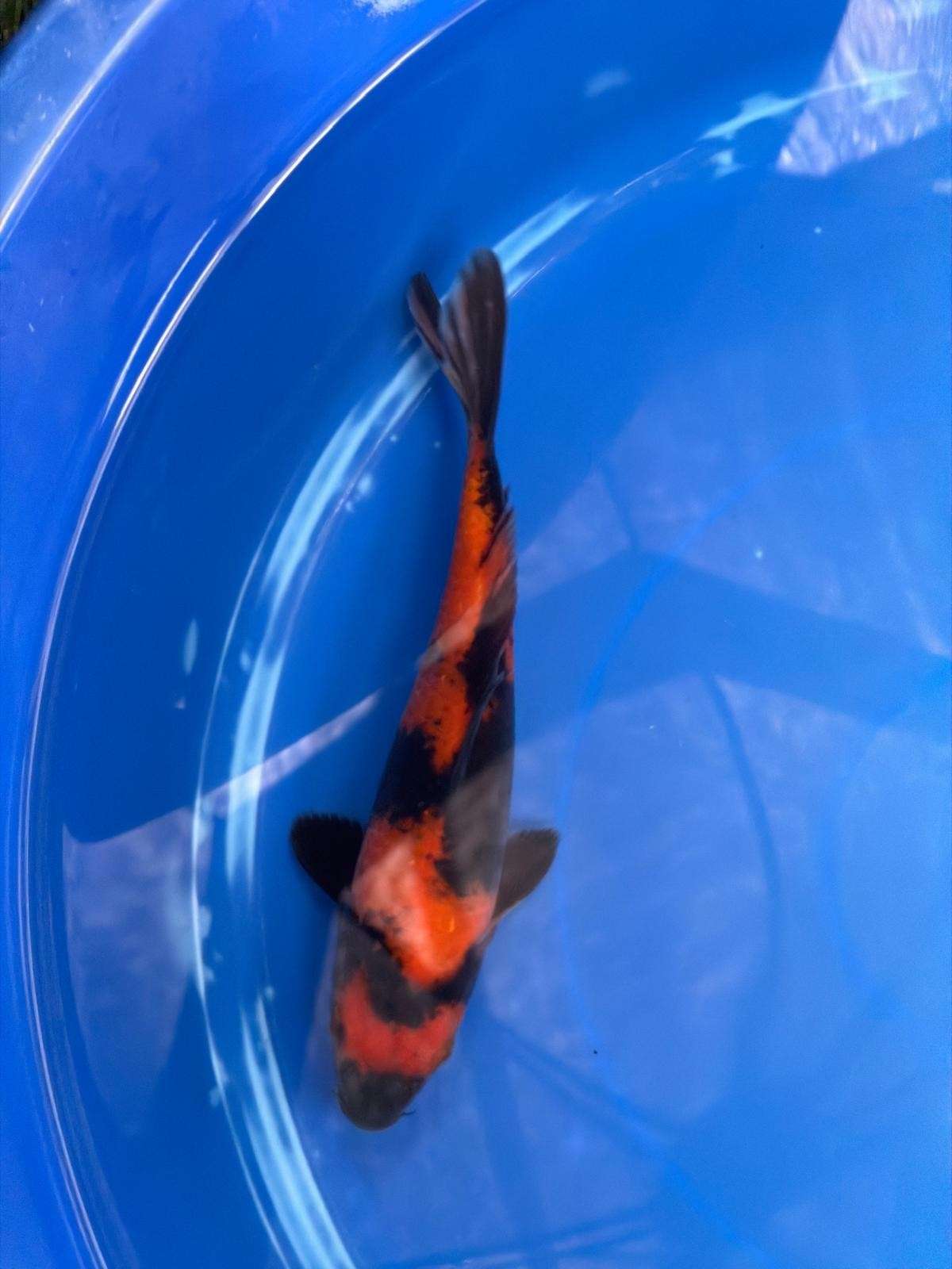 8 " Hi Utsuri Japanese Imported (Hand Picked) T2