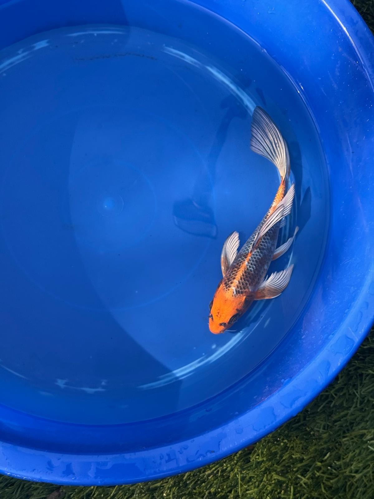 Kujaku Butterfly Koi 9 Inch