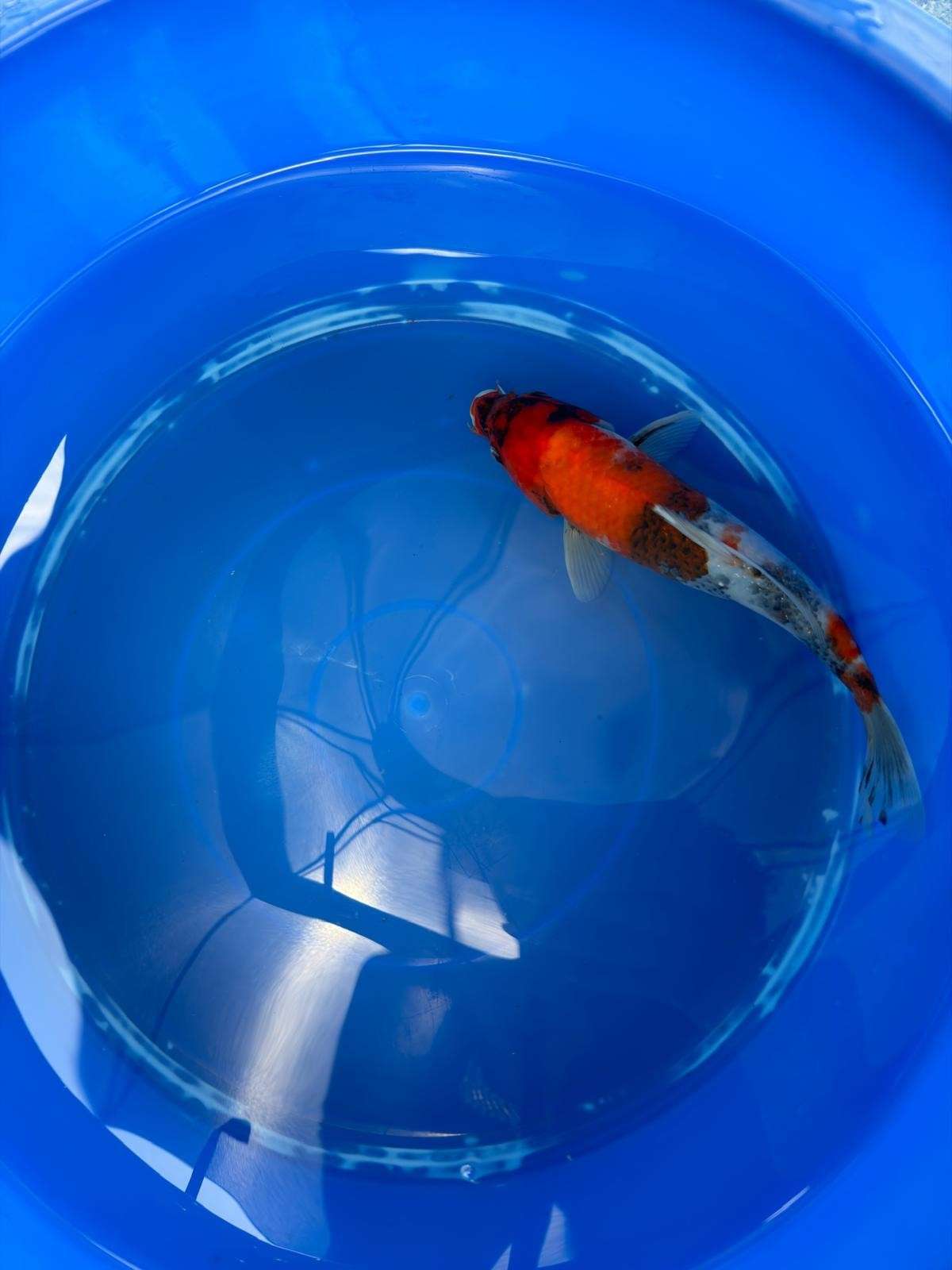 Japanese Koi Showa 10" TK(B)