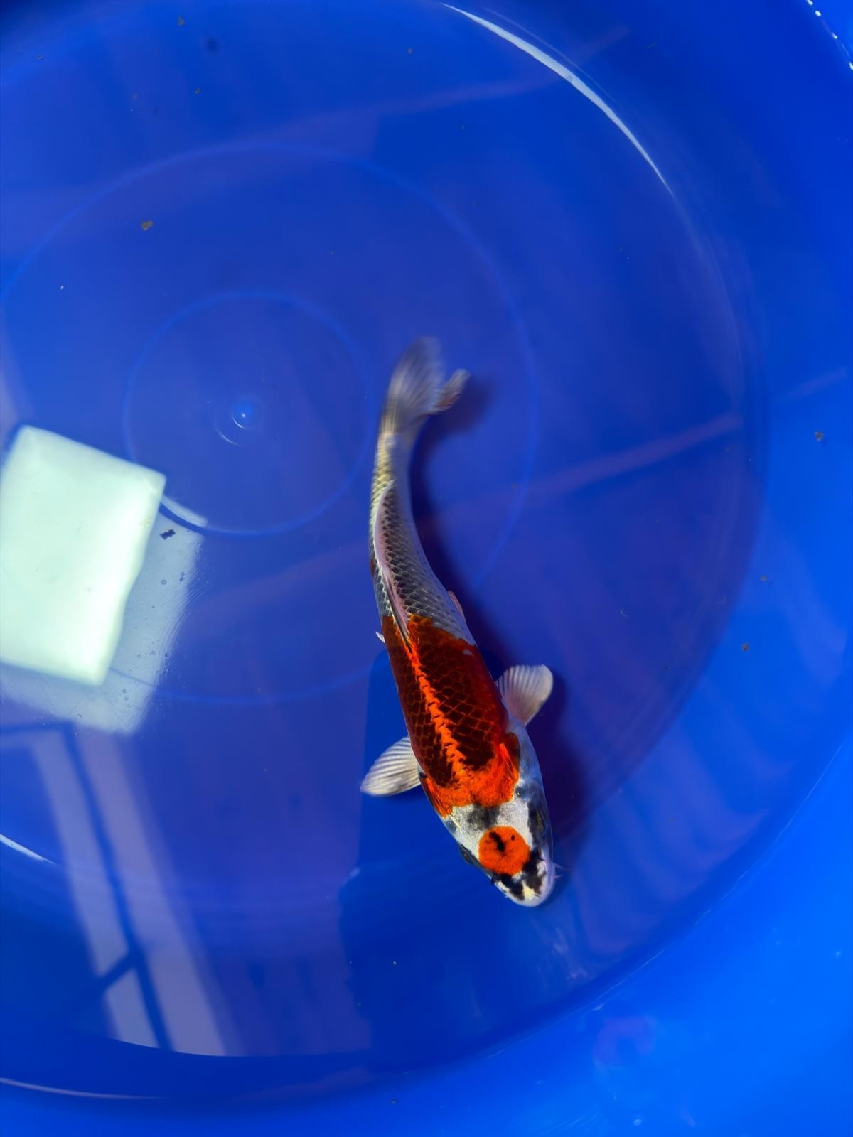 8" Tancho Kujaku Japanese Import Koi (Hand Picked) T2