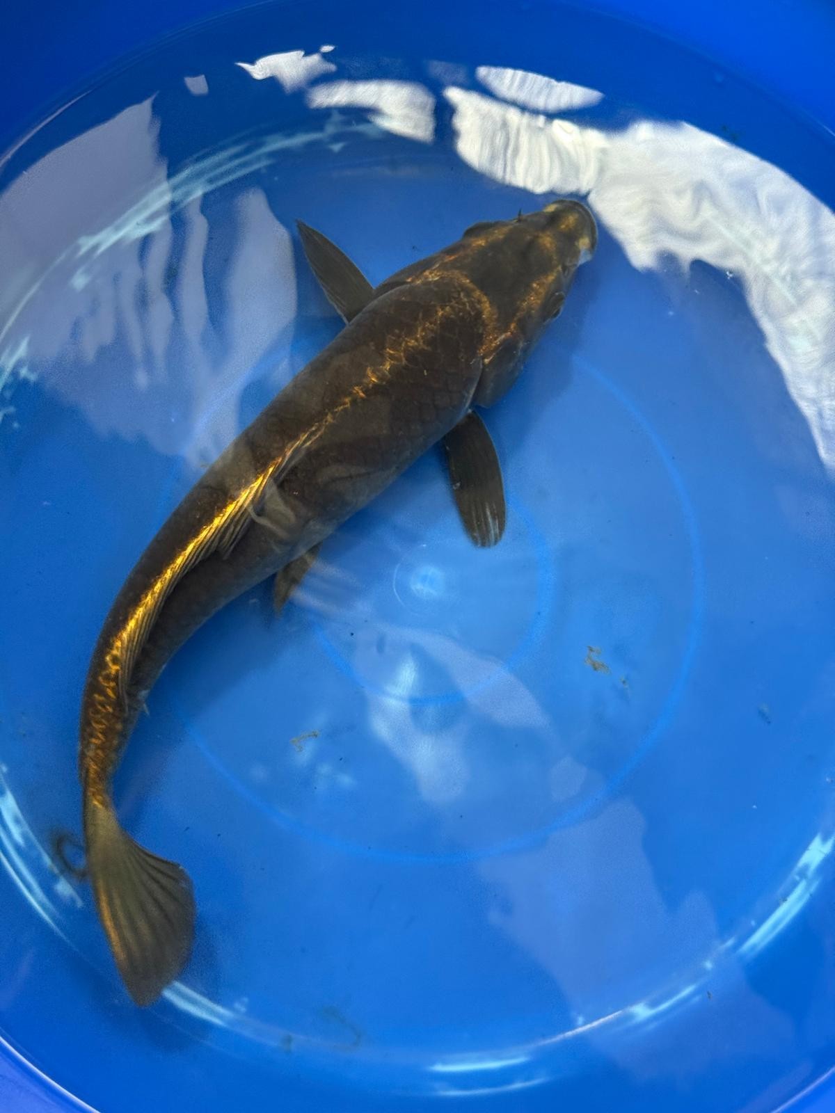 Matsuba Koi 13" D