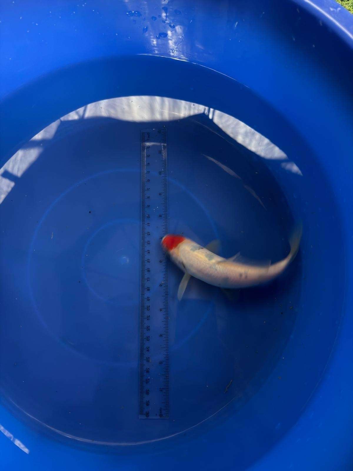 6" Tancho Sanke Japanese Import Koi (Hand Picked) T3