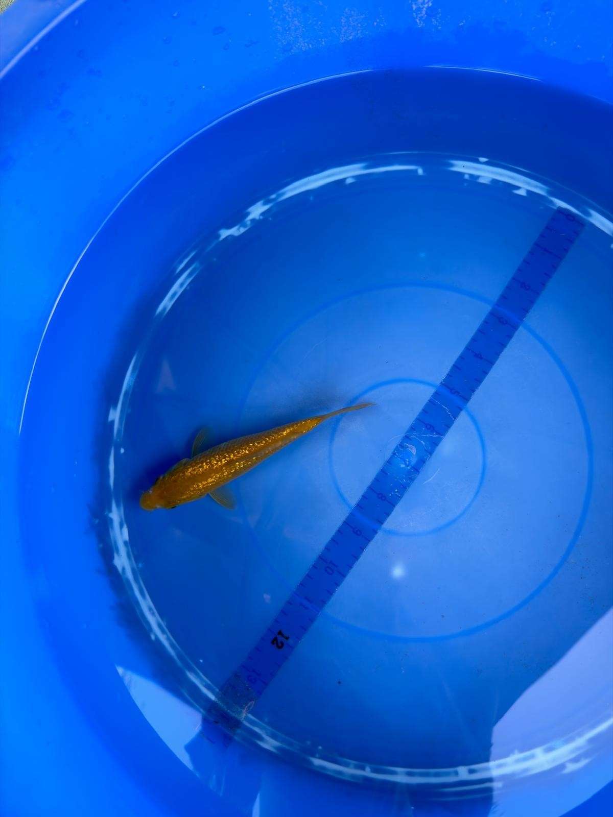 6" Ginrin Chagoi Japanese Import Koi (Hand Picked)