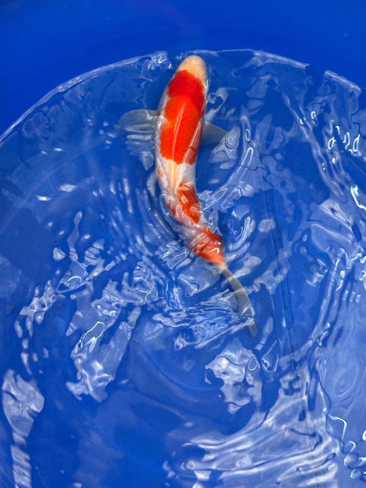 8.5 " Kohaku Japanese Imported HQ(High Quality) T2