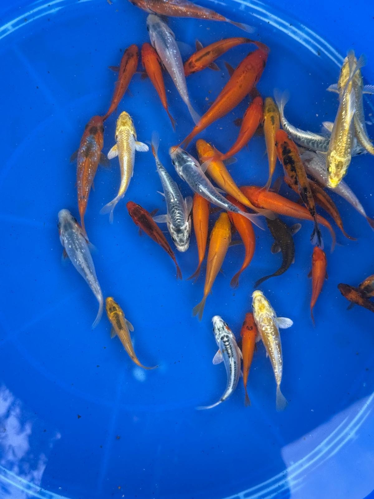 10 Pack of Koi 3 to 5 inch