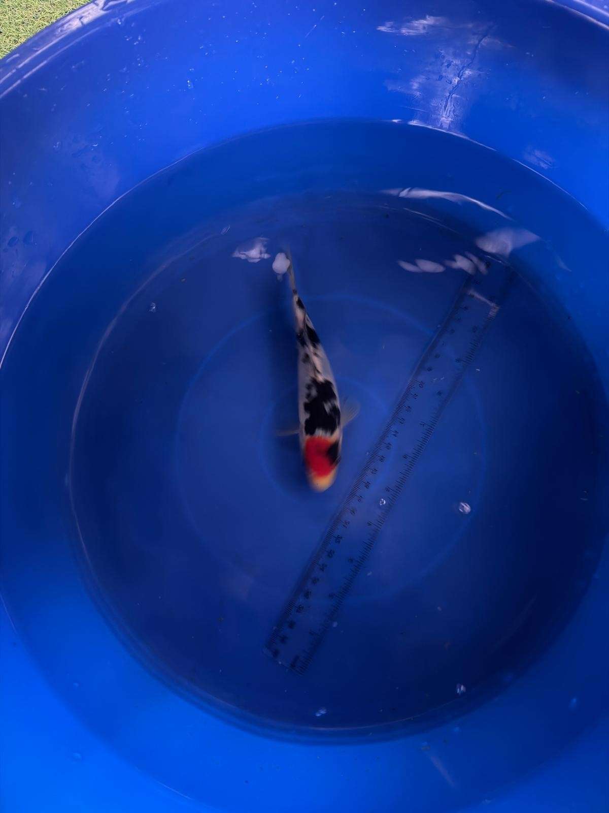 6" Tancho Sanke Import Koi (Hand Picked) T3