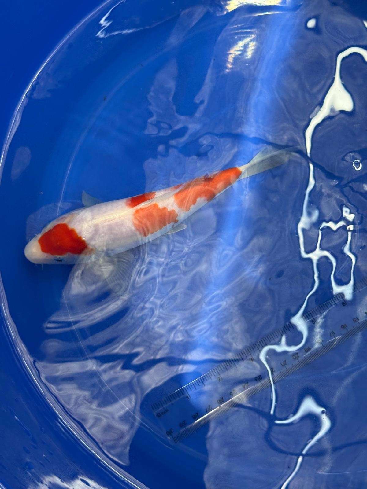 8" Kohaku Japanese Imported HQ(High Quality) T2