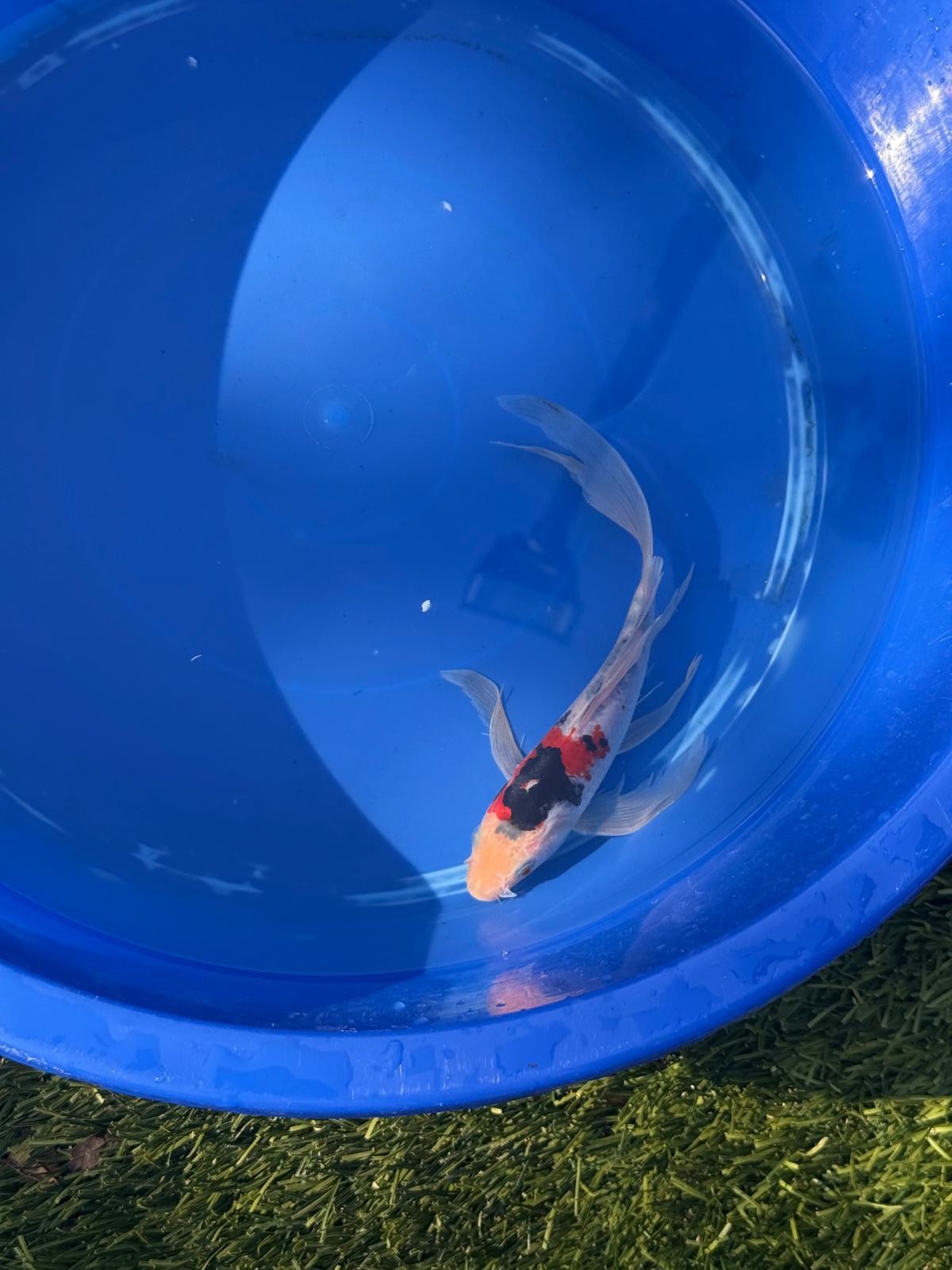 Showa Butterfly Koi 9 Inch
