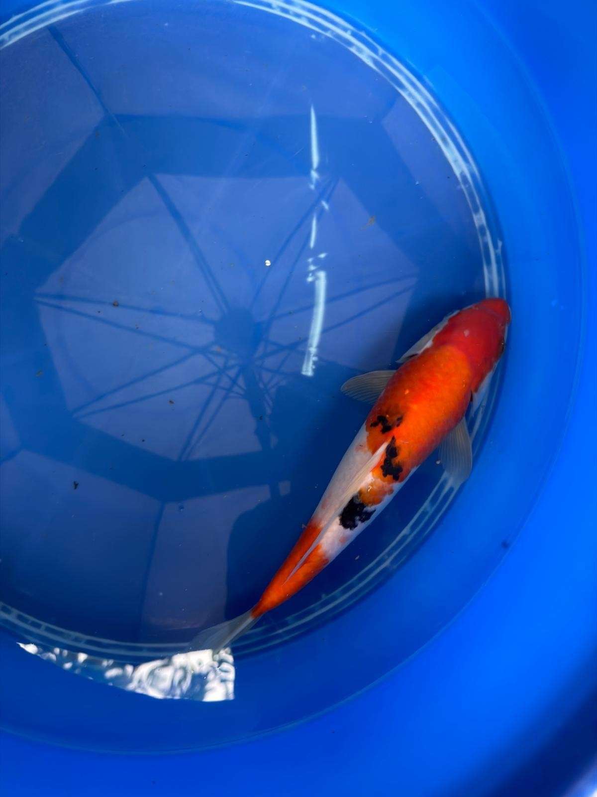 11" Sanke Japanese Import Koi