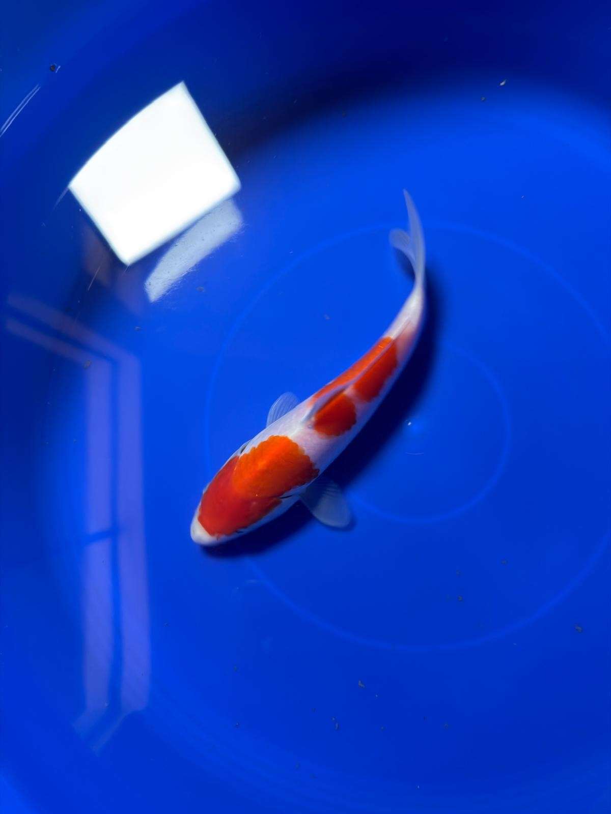 8" Kohaku Japanese Import Koi (Hand Picked) T1