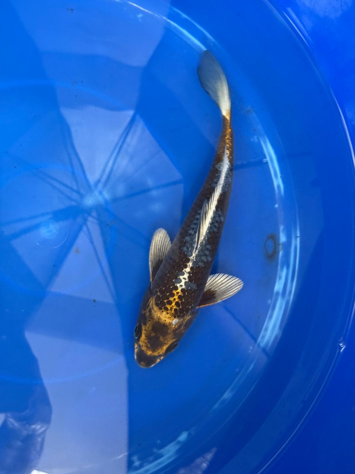 Matsuba Koi 9" GT