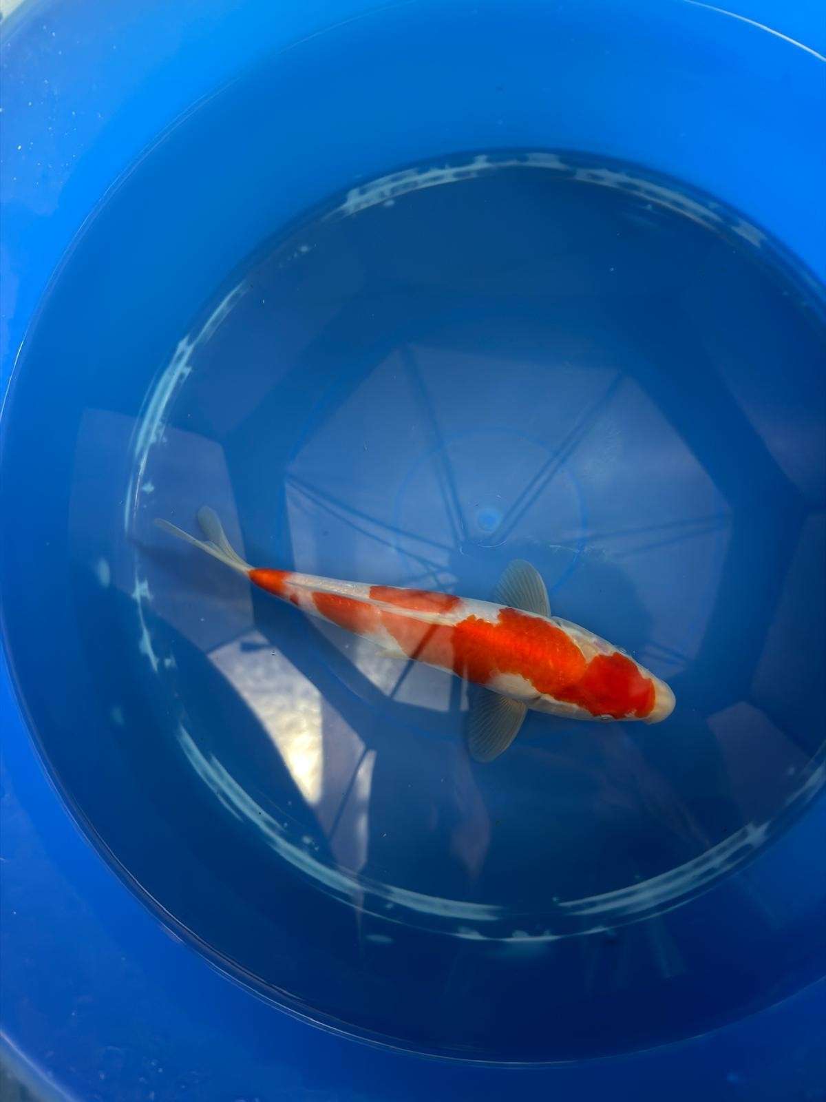 8" Kohaku Japanese Imported (HAND PICKED) T2