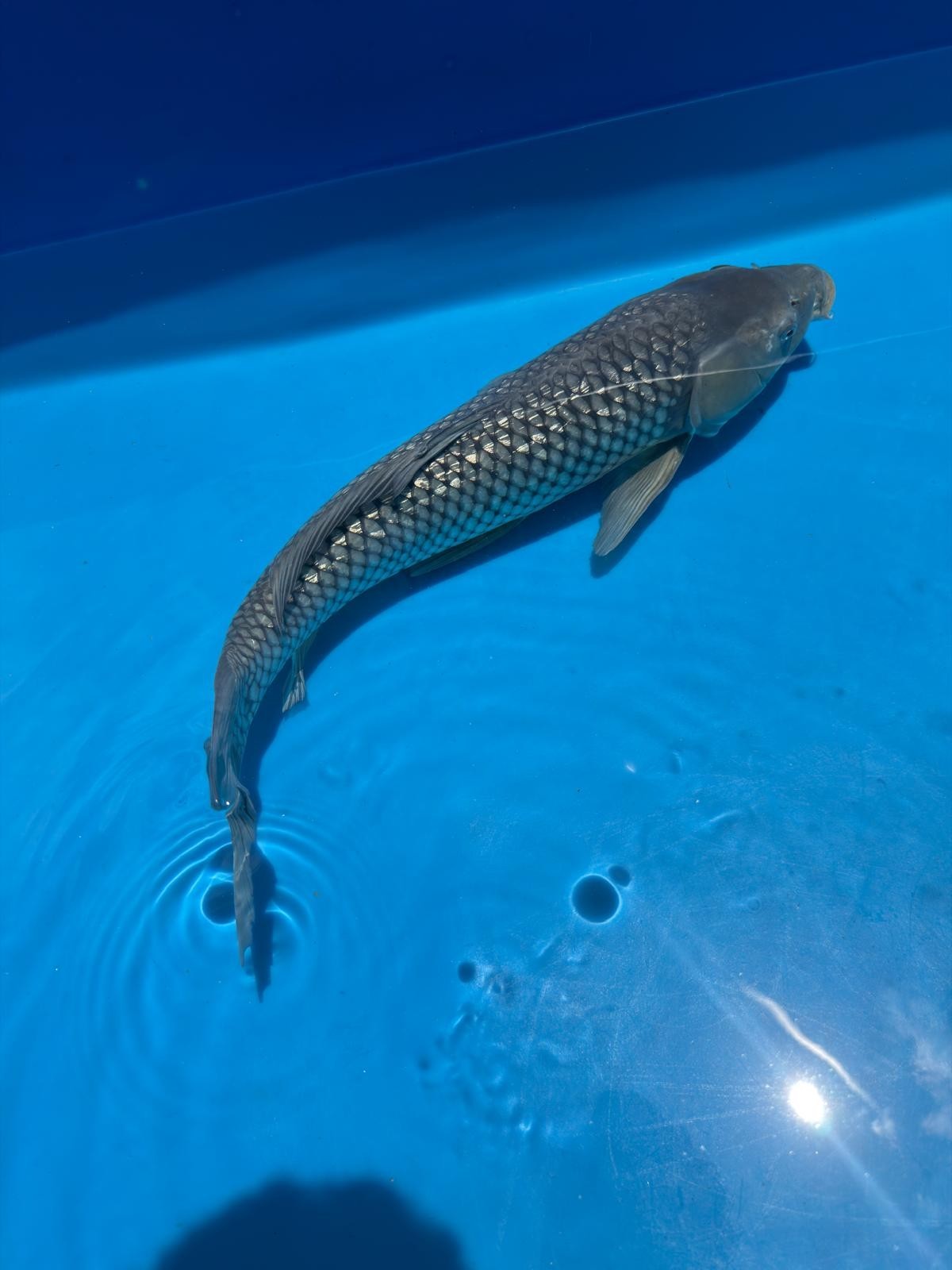 24" Ginrin Soragoi-Japanese Imported-Female-Breeder Certifcate