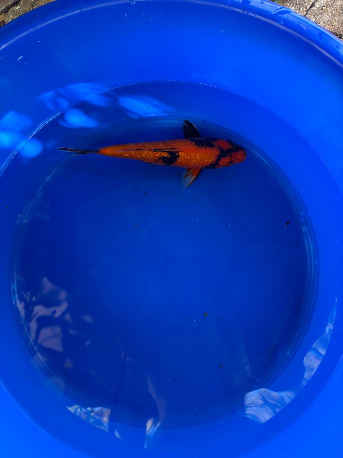 10" Ginrin Hi Utsuri Japanese Imported
