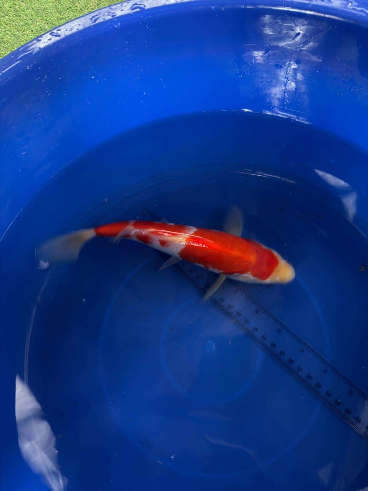 9" Kohaku Japanese Import Koi (Hand Picked) T3