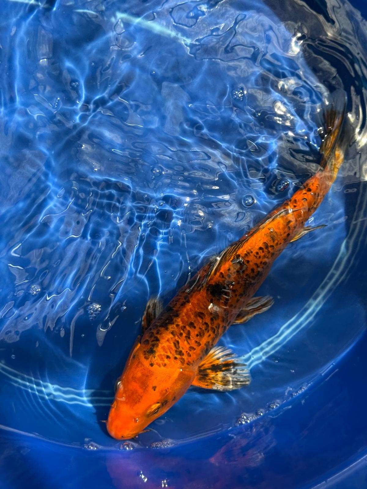 12" Kin Hi Utsuri Koi