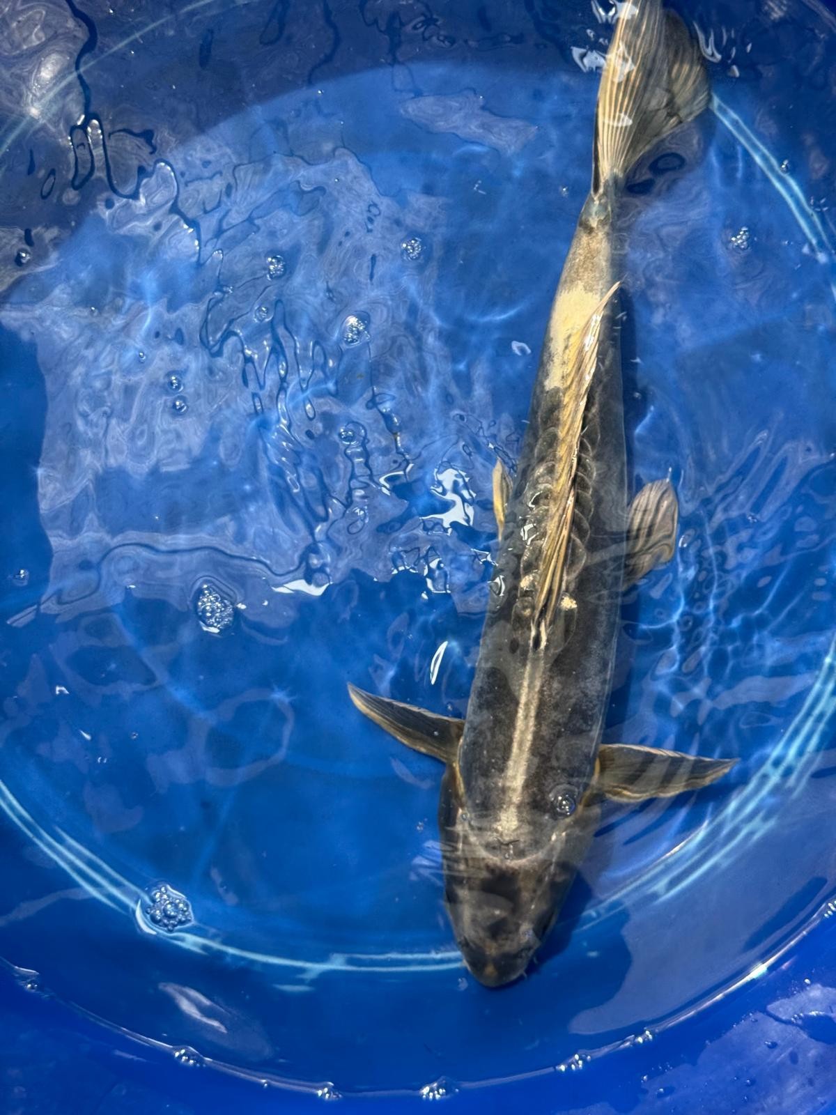 Kikokuryu Japanese Import Koi 17"