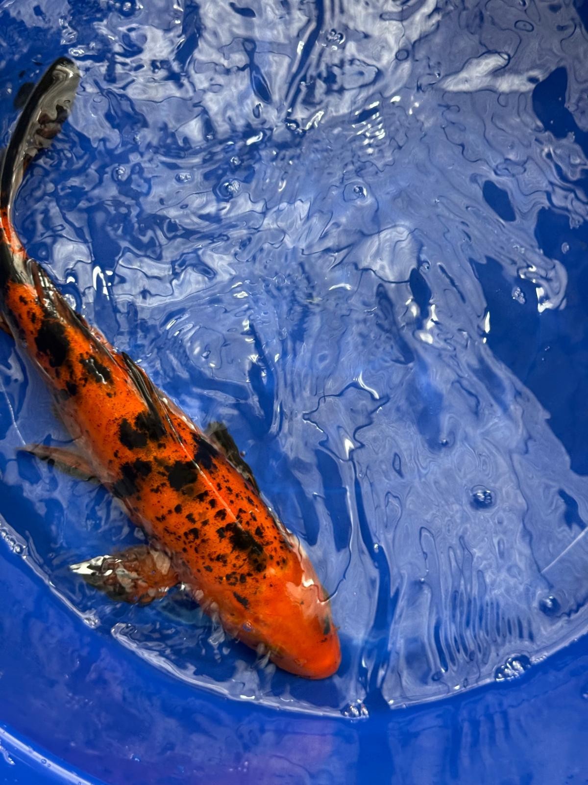 12" Kin Hi Utsuri Koi