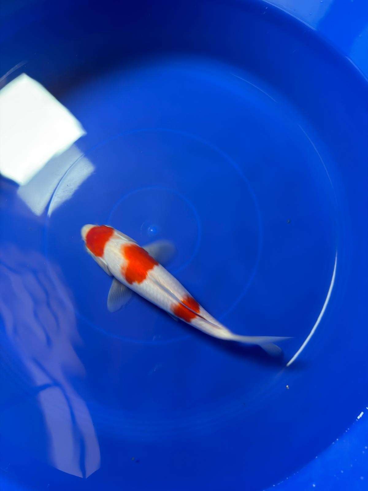 8" Kohaku Japanese Imported (Hand Picked)