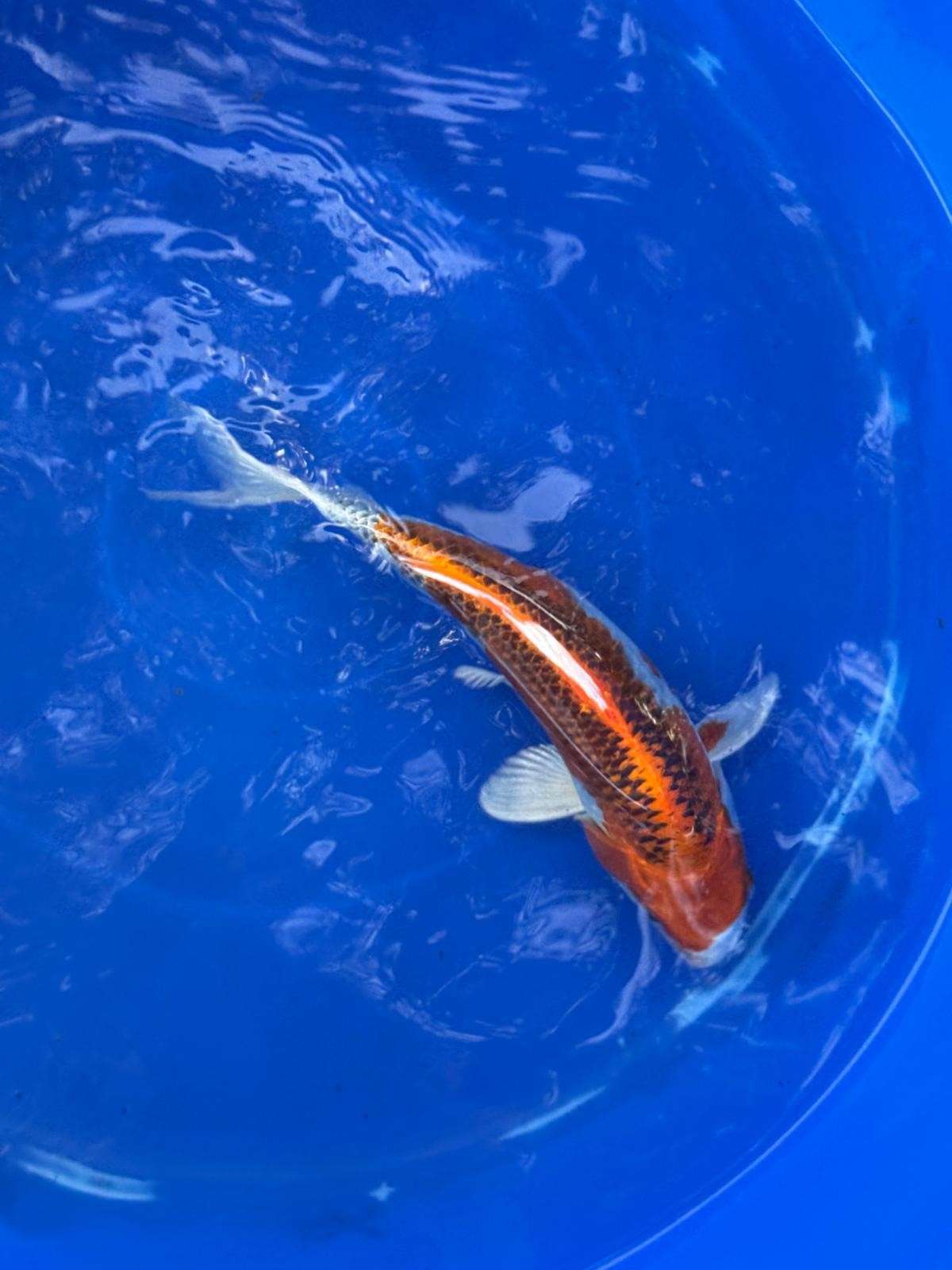 Japanese Kujaku 9" inch Koi T5