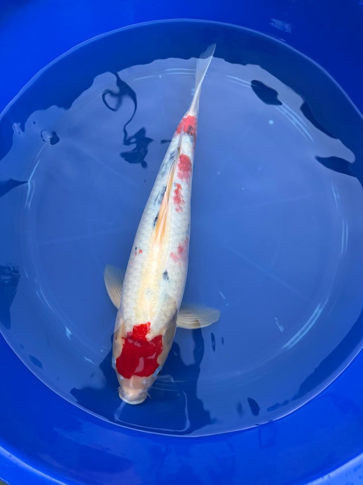 Japanese Koi Taisho Sanke 18 inch